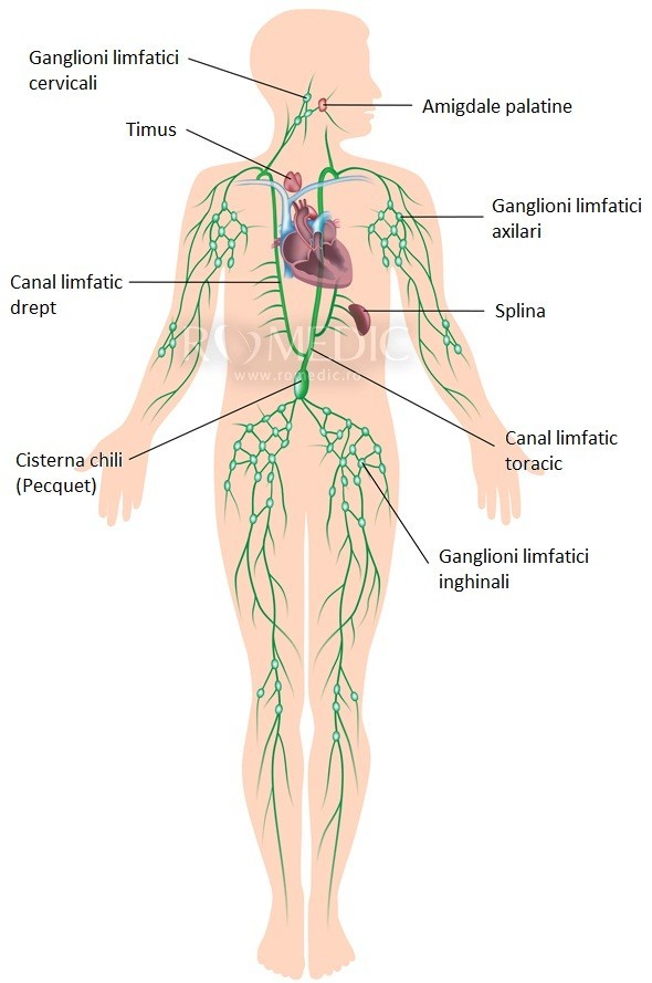 Detoxifiere ganglioni limfatici